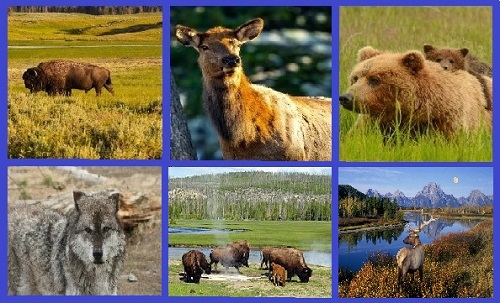 Животный мир Йеллоустонского национального парка