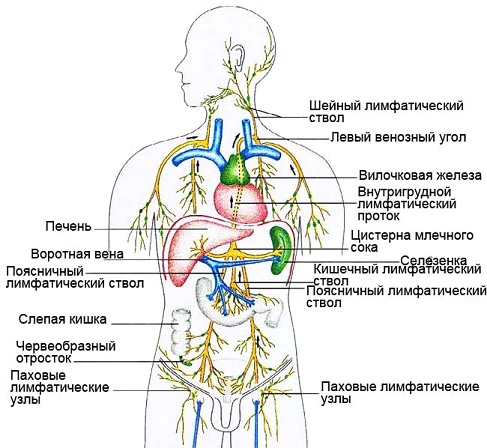 Лимфатическая система человека.