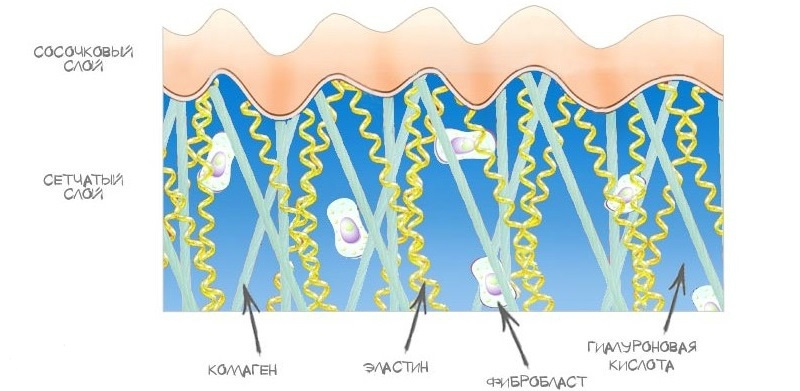 Структура дермы кожи человека