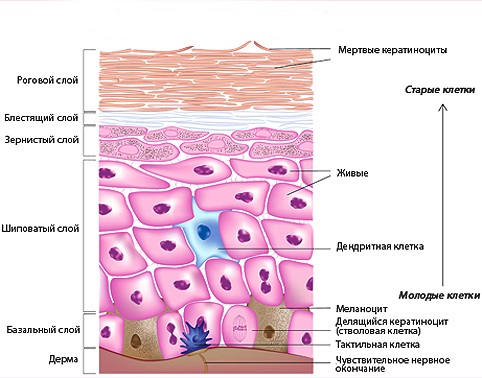 Структура эпидермиса кожи человека