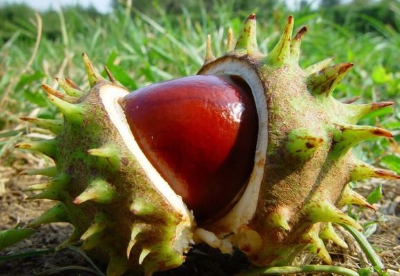 Каштан конский