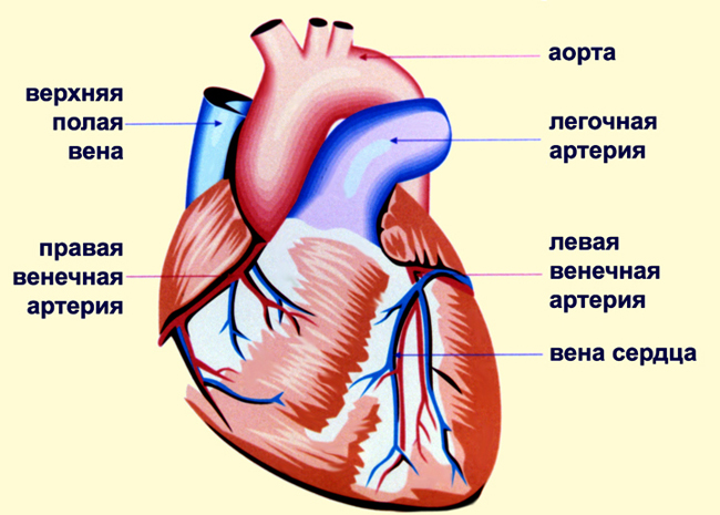 Кровеносные сосуды сердца