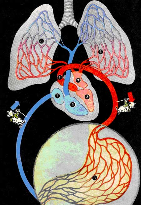 Схема кровеносной системы