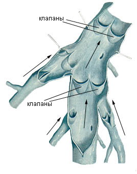 Устройство венозных клапанов