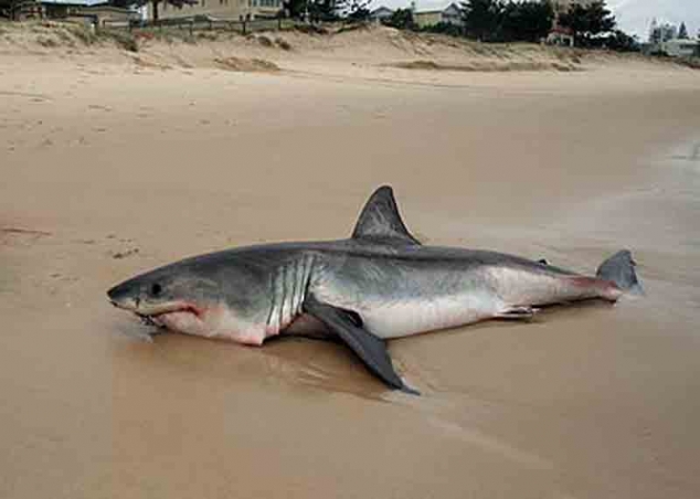 Акула выброшеная на берег