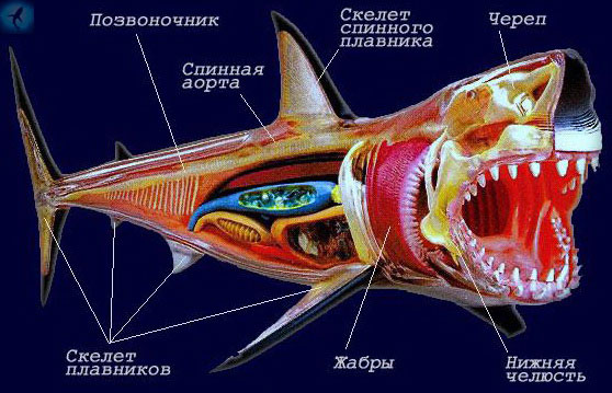 Анатомия акулы