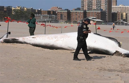 Акула, выброшеная на пляж