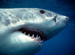 зубы и челюсти акулы