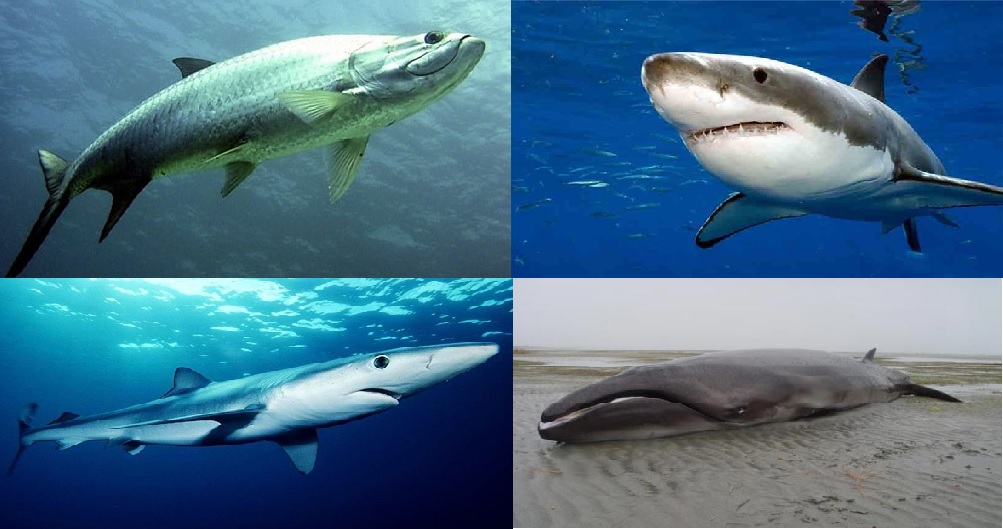 Самоубийство акул – показатель экологической чистоты окружающей среды