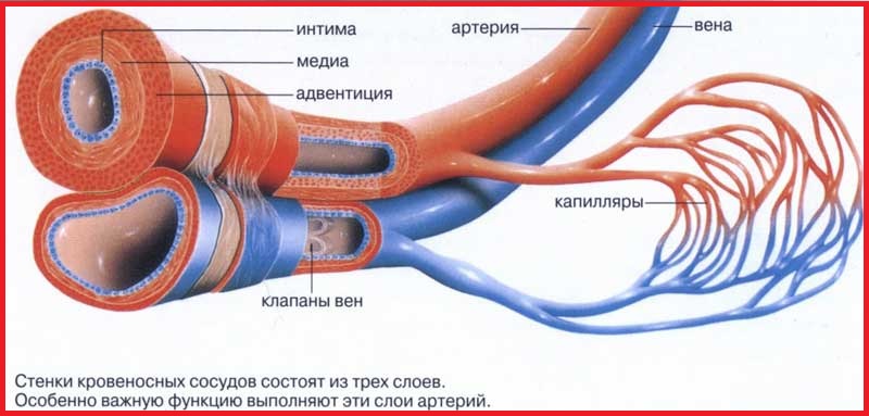 Артерии (красные), вены (синие) и им соответствующие капилляры