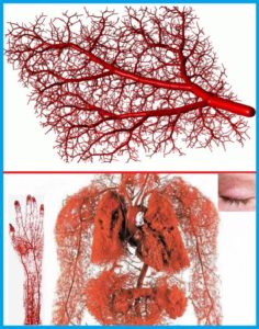 Капиллярная сеть кровеносной системы человека