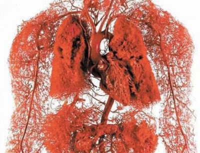 Кровеносная система и капиллярная сеть
