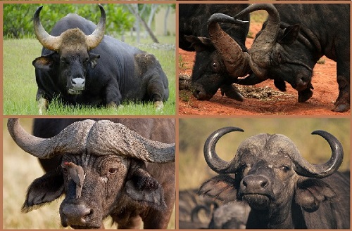 Африканский буйвол или черный буйвол