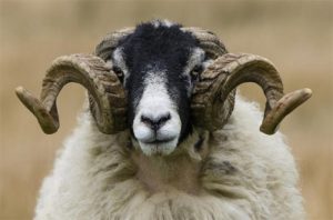 Британская овца