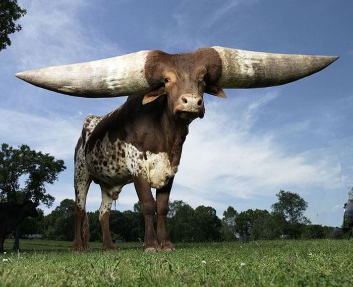 Самый рогатый бык в мире - ватусси