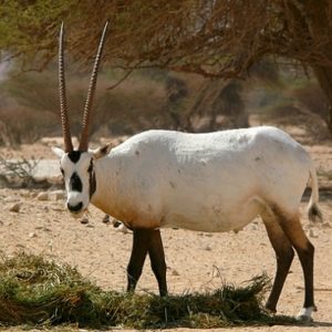 Сахарский орикс или саблерогая антилопа