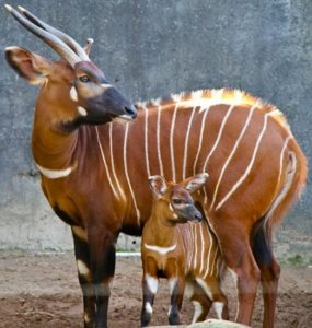 Африканская антилопа бонго