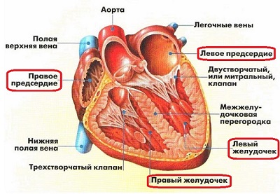 Устройство Сердца Человека