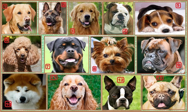 13 самых популярных собаки Америки