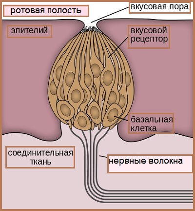Вкусовая луковица