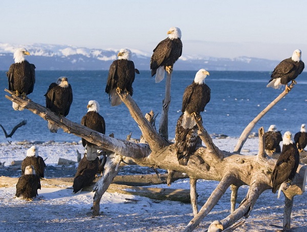 Орлы очень любознательные птицы, Denali national Park