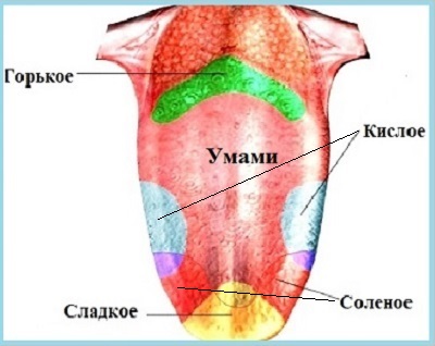 Язык человека и вкусы